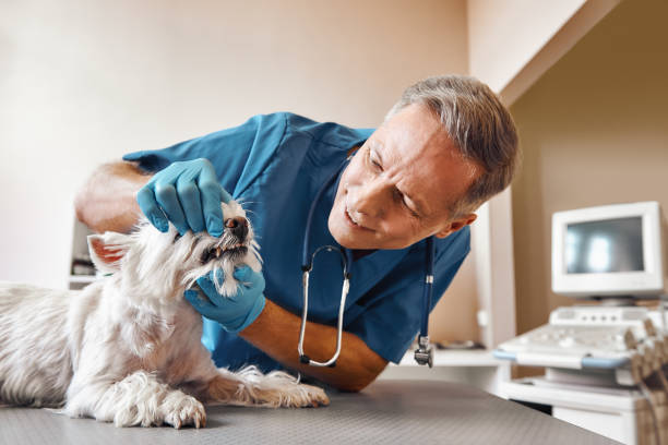 Best 24-Hour Emergency Dental Care in Walnut Cove, NC
